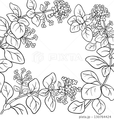 Oregano Branch with Flowers Outline Frame. 130764424