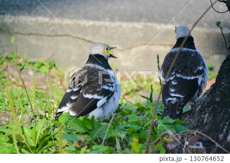 鳴くクビワムクドリ 130764652