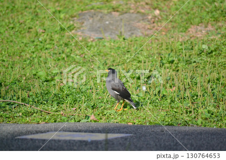 公園のジャワハッカ 130764653