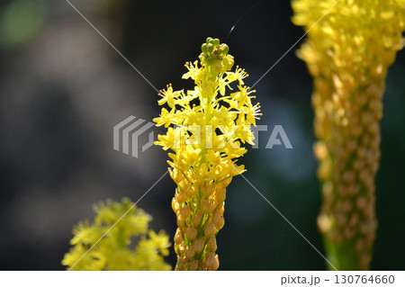 ブルビネラ ブルビネラ 130764660