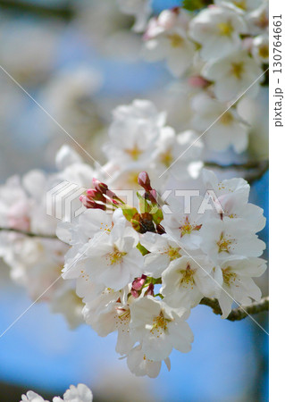 満開の桜 130764661