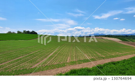 丘と畑の風景 丘と畑の風景 130764694