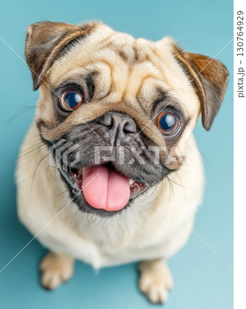 Happy pug panting and sitting on turquoise background 130764929