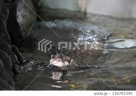 優雅に泳ぐ可愛いコツメカワウソ 優雅に泳ぐ可愛いコツメカワウソ 130765395