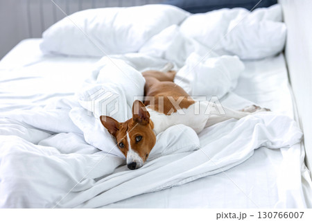 Basenji dog sleeping in owner's bed on white sheet Basenji dog sleeping in owner's bed on white sheet 130766007