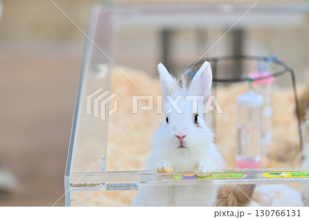 可愛いうさぎ　 130766131