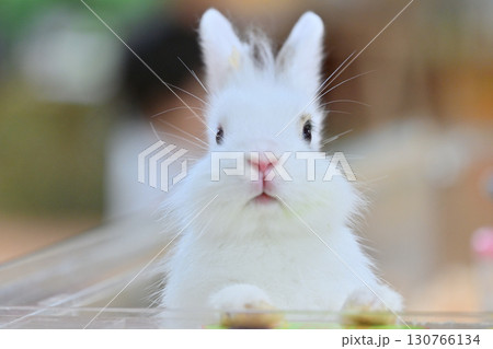 可愛いうさぎ　 130766134