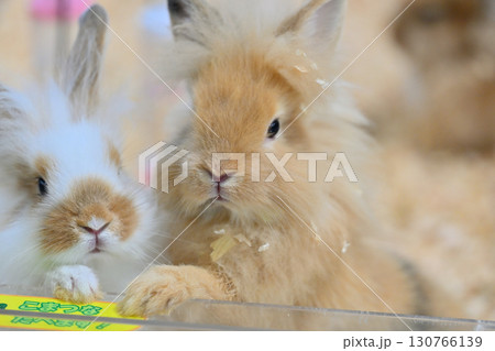可愛いうさぎ　 130766139