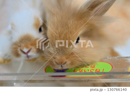 可愛いうさぎ　 130766140