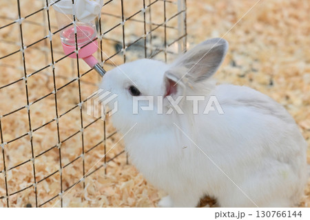 可愛いうさぎ 可愛いうさぎ 130766144