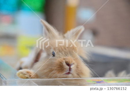 可愛いうさぎ 可愛いうさぎ 130766152