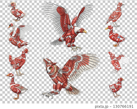 Set of animals anatomy llustration 130766191