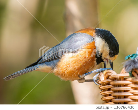 カゴにとまるヤマガラ 130766430