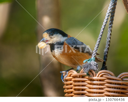 カゴにとまるヤマガラ 130766436