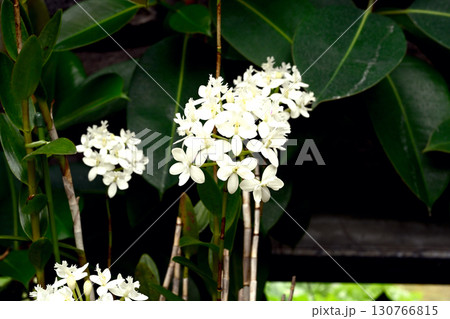初夏の神戸離宮公園 130766815