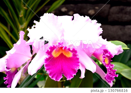 初夏の神戸離宮公園 130766816