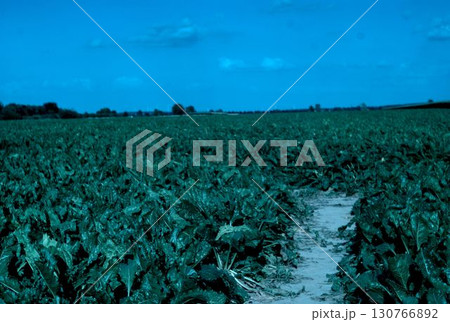 irrigation system for agricultural crops irrigation system for agricultural crops 130766892