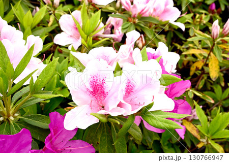 初夏の神戸離宮公園 130766947