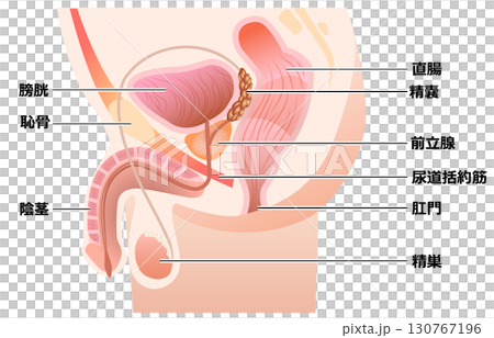 攝護腺定位 130767196