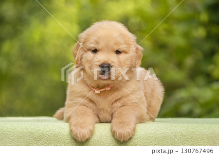 Cute Golden Retriever Puppy on Green Background 130767496