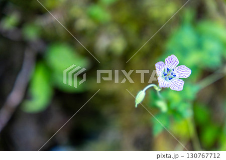 【日本百名山】剣山 登山道脇に咲くイヨフウロ3 徳島県三好市 【日本百名山】剣山 登山道脇に咲くイヨフウロ3 徳島県三好市 130767712
