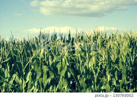 field with cereal field with cereal 130768002