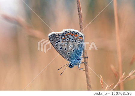 European common blue butterfly fly in autumn field, side view 130768159