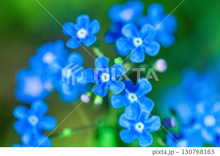 Blue forget-me-not little flowers grow in summer ornamental garden top view, soft focus 130768163