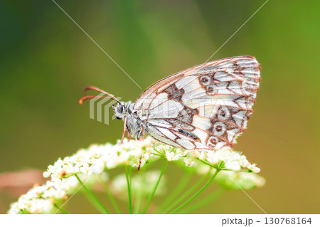 Marbled white (Melanargia galathea) butterfly sitting on Cow Parsley flowers in spring green field, profile view Marbled white (Melanargia galathea) butterfly sitting on Cow Parsley flowers in spring green field, profile view 130768164
