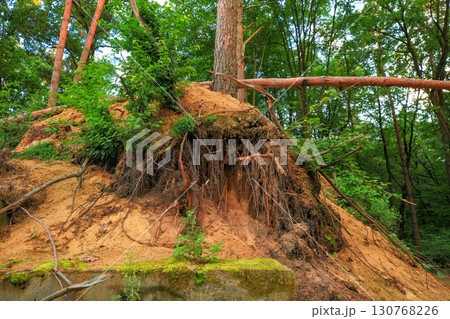 Pine tree grow protruding roots after landslide. Slide soil erosion, degradation, crumbling earth Pine tree grow protruding roots after landslide. Slide soil erosion, degradation, crumbling earth 130768226