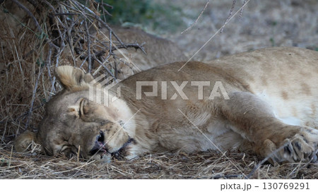 昼寝中のライオン 130769291