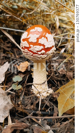 Red fly agaric mushroom in a detailed close-up in earthy autumn colors representing wild nature and caution Red fly agaric mushroom in a detailed close-up in earthy autumn colors representing wild nature and caution 130769377