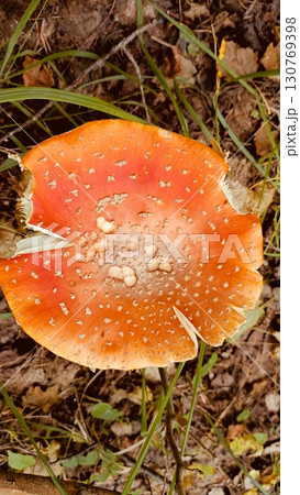 Orange fly agaric mushroom close-up in warm hues representing autumnal woodland beauty Orange fly agaric mushroom close-up in warm hues representing autumnal woodland beauty 130769398