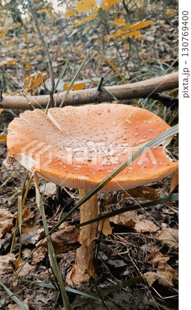 Damaged fly agaric mushroom in a realistic style in orange and green hues representing the wild beauty of nature Damaged fly agaric mushroom in a realistic style in orange and green hues representing the wild beauty of nature 130769400