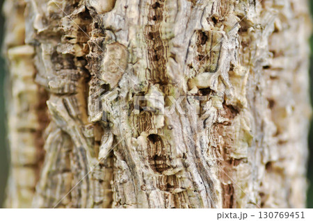 bark of Cork tree, Indian cork tree or Millingtonia hortensis Linn or BIGNONIACEAE or Cork tree trunk bark of Cork tree, Indian cork tree or Millingtonia hortensis Linn or BIGNONIACEAE or Cork tree trunk 130769451