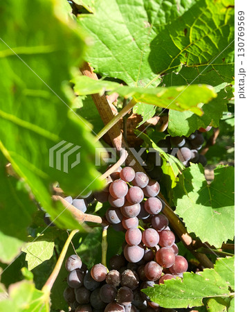Golden Grapes Across Alsace Vineyards 130769569