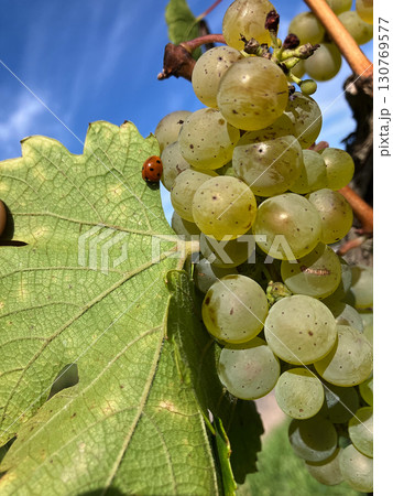Golden Grapes Across Alsace Vineyards 130769577