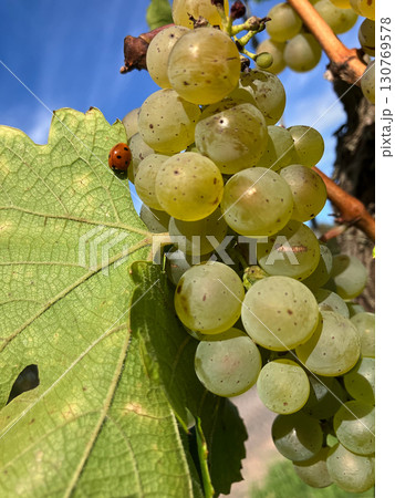 Golden Grapes Across Alsace Vineyards Golden Grapes Across Alsace Vineyards 130769578
