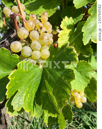 Golden Grapes Across Alsace Vineyards Golden Grapes Across Alsace Vineyards 130769582