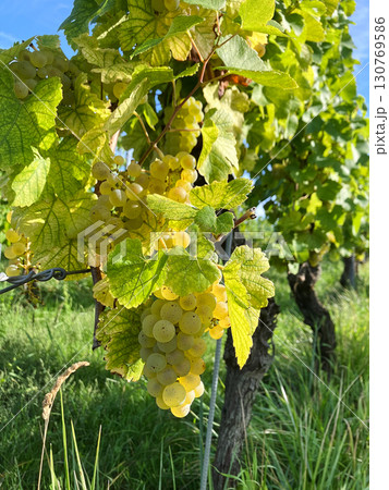 Golden Grapes Across Alsace Vineyards 130769586
