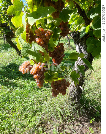 Golden Grapes Across Alsace Vineyards Golden Grapes Across Alsace Vineyards 130769587