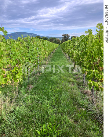 Golden Grapes Across Alsace Vineyards Golden Grapes Across Alsace Vineyards 130769594