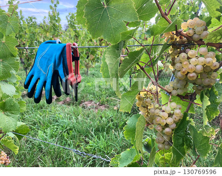 Golden Grapes Across Alsace Vineyards 130769596