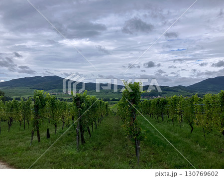 Golden Grapes Across Alsace Vineyards Golden Grapes Across Alsace Vineyards 130769602