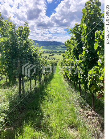 Golden Grapes Across Alsace Vineyards Golden Grapes Across Alsace Vineyards 130769605