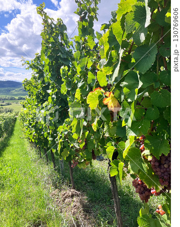 Golden Grapes Across Alsace Vineyards Golden Grapes Across Alsace Vineyards 130769606