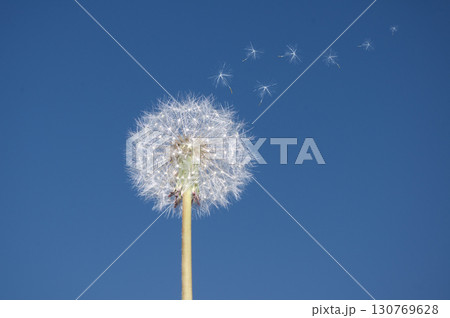 Flying parachutes from dandelion on blue sky background Flying parachutes from dandelion on blue sky background 130769628