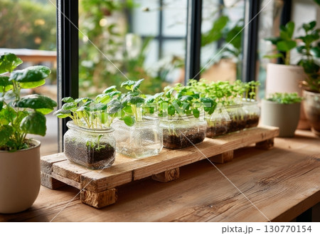 Seedlings growing in glass jars on wooden shelf by window 130770154