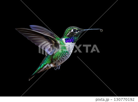 Beautiful hummingbird in flight with a drop of nectar isolated on a solid black background 130770192