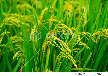Rice. A large area of rice seedlings growing in the fields of Korea. Rice. A large area of rice seedlings growing in the fields of Korea. 130770238